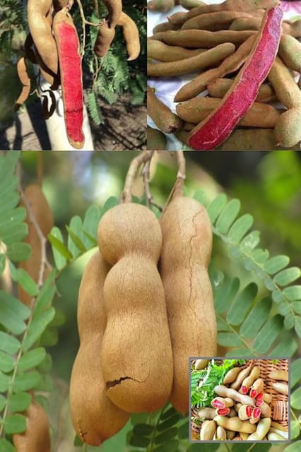 Thailand Sweet Red Imli Grafted Fruit  Plant (Height 1.5-2 Feet) Thailand Red Sweet Tamarind, Reddish-Brown To Deep Red, Naturally Sweet With Mild Tang, 1Healthy Plant For Home Garden
