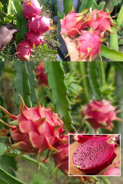 Pink Dragon Fruit Cutting/Grafted Fruit  Plant (Height 1.5-2 Feet) Climbing Cactus,Exotic Tropical Fr Uits After 6 Month,Mildly Sweet, Refreshing Flavor,1 Healthy Plant For Home Garden