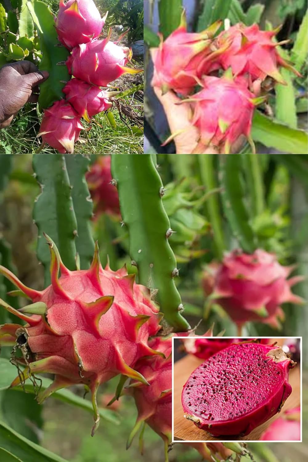 Pink Dragon Fruit Cutting/Grafted Fruit  Plant (Height 1.5-2 Feet) Climbing Cactus,Exotic Tropical Fr Uits After 6 Month,Mildly Sweet, Refreshing Flavor,1 Healthy Plant For Home Garden