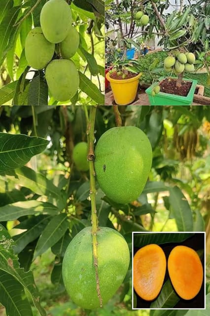 Himsagar Mango Aam Grafted Fruit  Plant (Height 1.5-2 Feet)  Smooth, Thin, Green Ish-Yellow,Exceptionally Sweet With A Rich Aroma. 1Healthy Plant For Home Garden