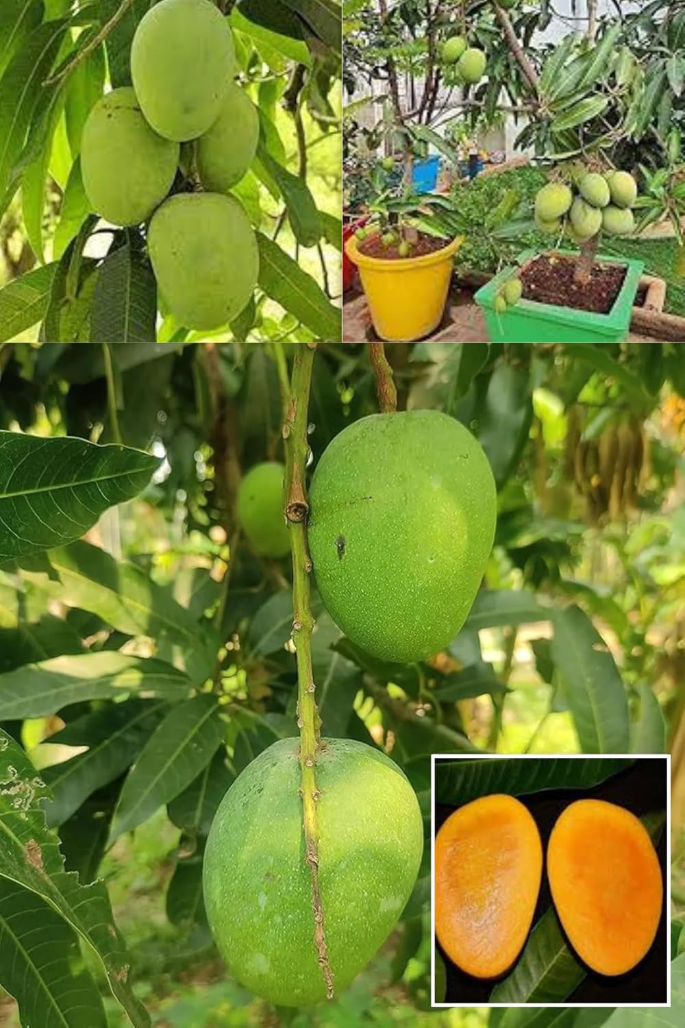 Himsagar Mango Aam Grafted Fruit  Plant (Height 1.5-2 Feet)  Smooth, Thin, Green Ish-Yellow,Exceptionally Sweet With A Rich Aroma. 1Healthy Plant For Home Garden