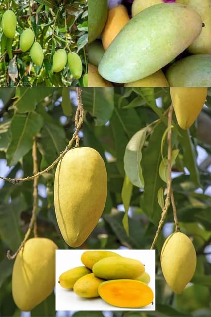 Langra King Of Mango Aam Grafted Fruit  Plant (Height 1.5-2.5 Feet) After Fruit 1Years Hybrid (Langra Variety) Plant Aromatic Flavor (1 Heathy Plant For Home Garden Outdoor)