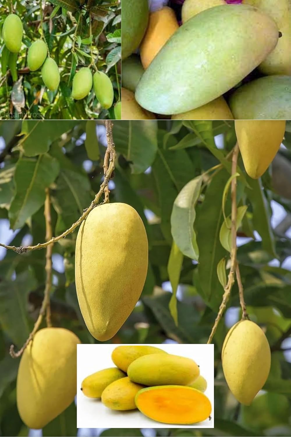 Langra King Of Mango Aam Grafted Fruit  Plant (Height 1.5-2.5 Feet) After Fruit 1Years Hybrid (Langra Variety) Plant Aromatic Flavor (1 Heathy Plant For Home Garden Outdoor)