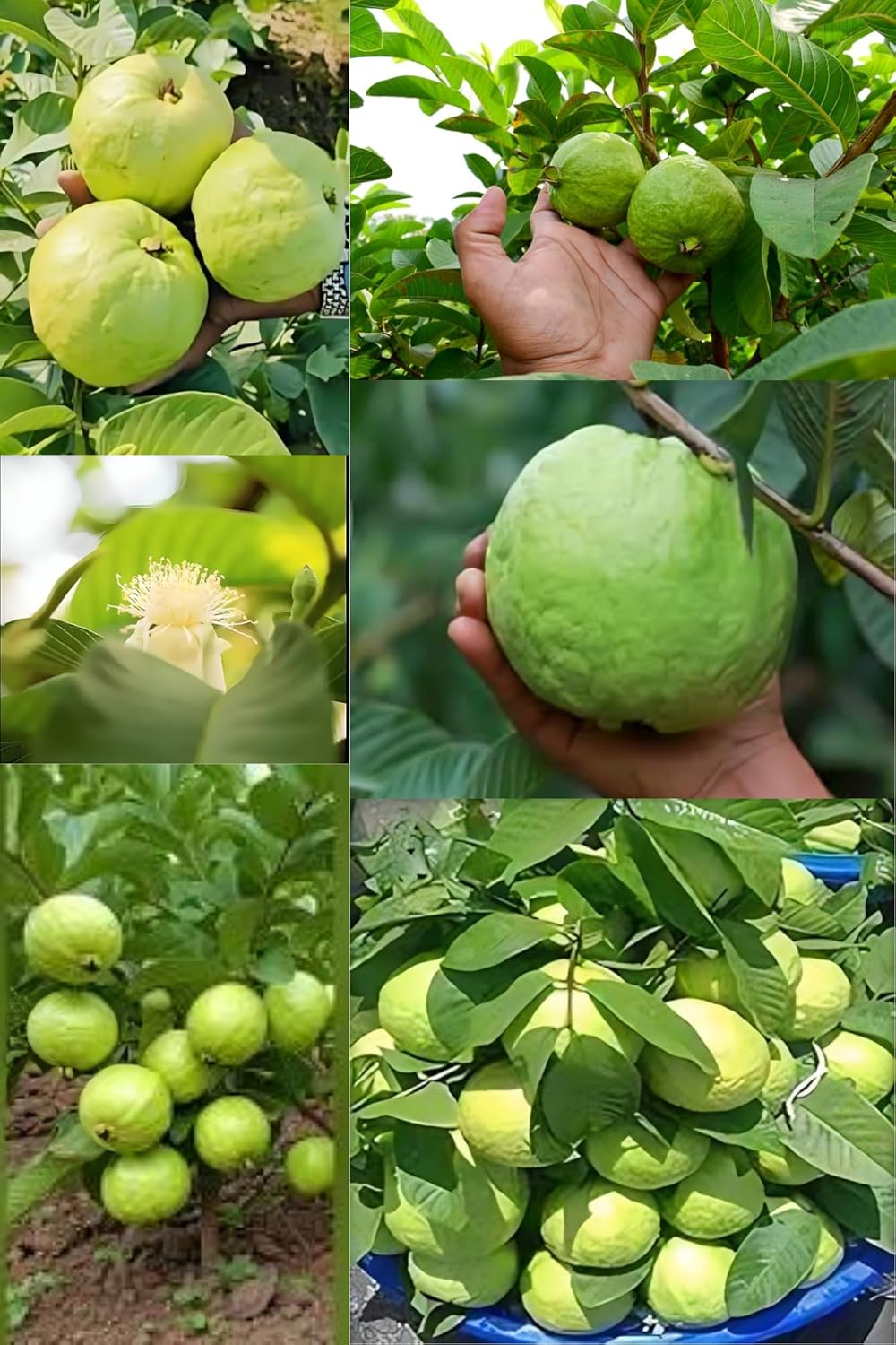 Rare  Sweet Thai -7 Guava Fruit Plant (Height1.5-2Feet) Guava Plant Orignal Hybrid Exotic Variety Fruit Plant |Taste: Sweet, Mildly Tangy, And Very Aromatic| Pack Of-1|Outdoor  Tree