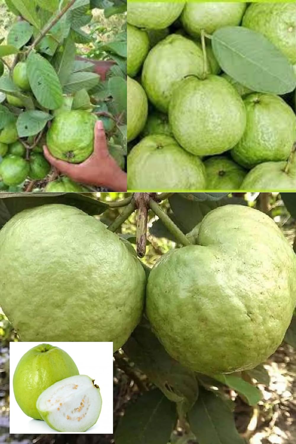 Sweet Kg Big Size Guava Amrod Layering/Grafted Fruit  Plant (Height 1.5-2.5 Feet) Smooth, Pale Green To Yellowish Skin, Rich, Sweet, And Juicy Taste, 1 Healthy Plant For Home Garden