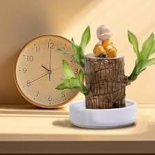 Brazilian Luckywood  Plant With Colour Pot | Indoor  Lucky Brazilian Wood Plant For Living Room, Home, Office Table, Kitchen, Bedroom & Desk Decor (1 Healthy Lucky Wood Plant)