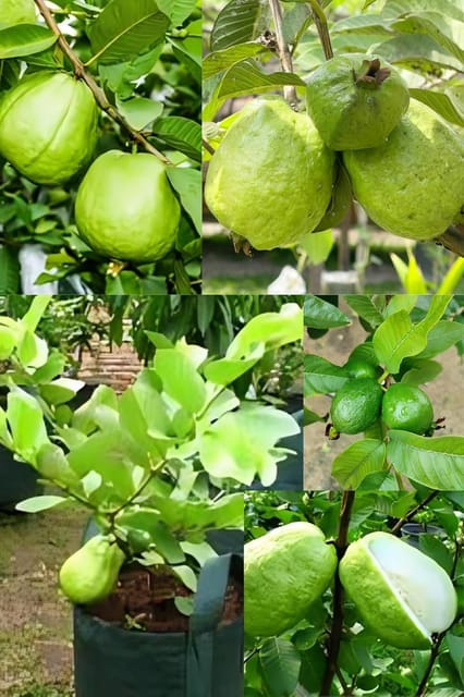 Fresh & Healthy (Lucknow-49) Guava Fruit Plant (Height 1.5-2 Feet) All Season Amrud Green Skin With Flesh Organic Hybrid Dwarf Varieties Fruit Tree (Pack Of-1) Outdoor  Fruit Tree