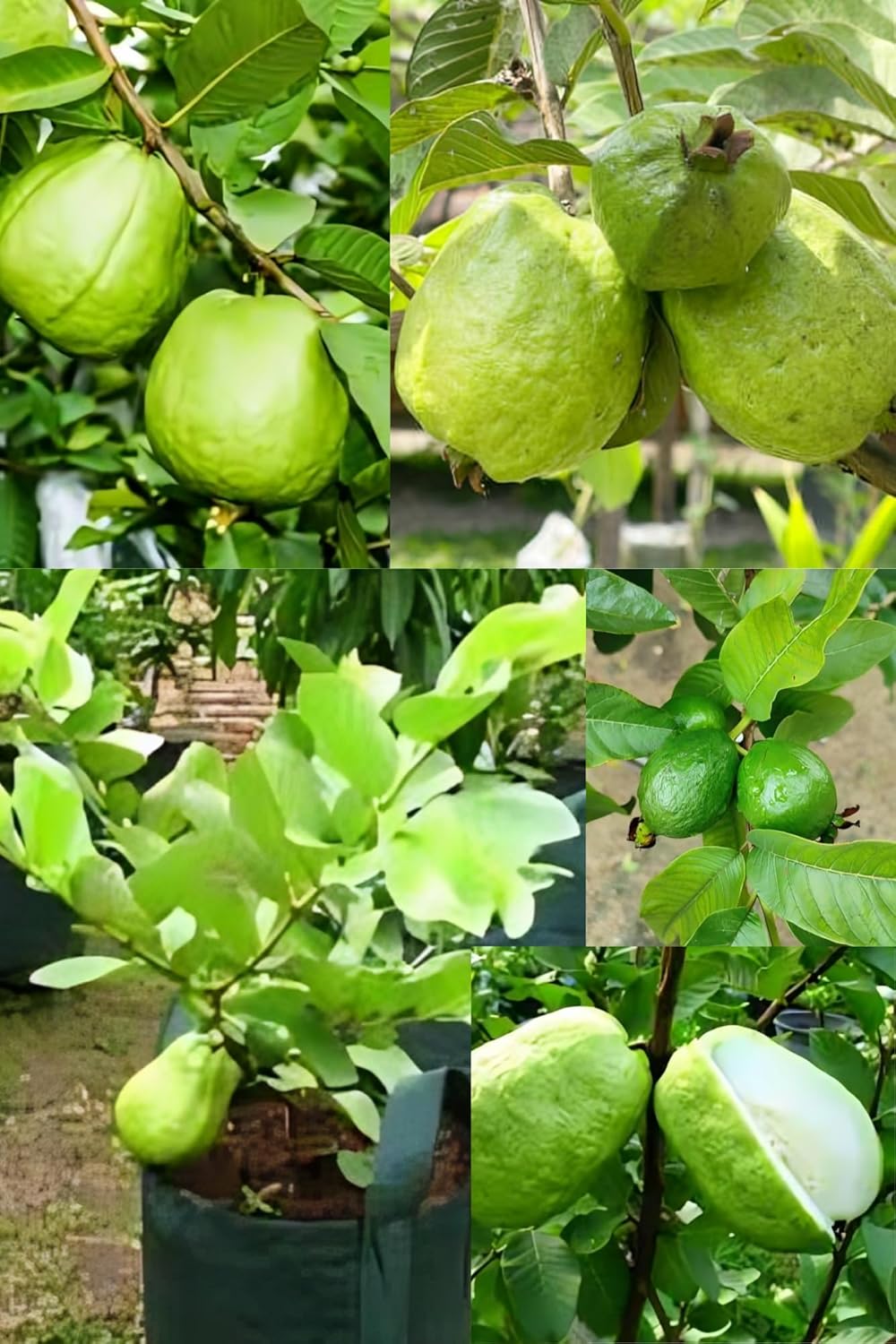 Fresh & Healthy (Lucknow-49) Guava Fruit Plant (Height 1.5-2 Feet) All Season Amrud Green Skin With Flesh Organic Hybrid Dwarf Varieties Fruit Tree (Pack Of-1) Outdoor  Fruit Tree