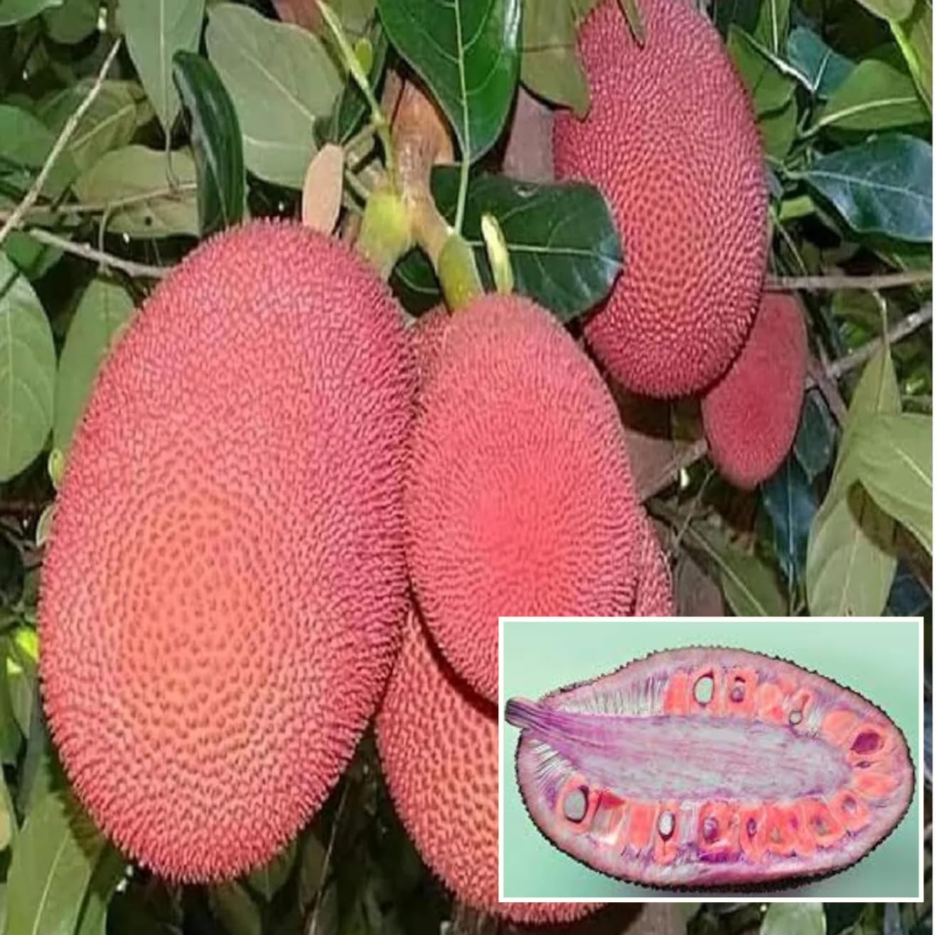 Thai Pink All Season Jackfruit Panasa Varikka Kathal Chakka Grafted Fruit  Plant (Height 1.5-2 Feet) Exotic Variety, Sweet, Juicy, And Fragrant, 1 Healthy Fresh Plant For Home Garden