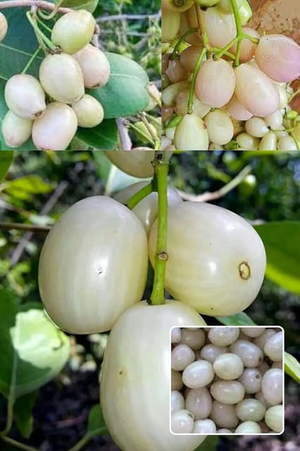 White Jamun Jambolan Jam Grafted Fruit  Plant (Height 1.5-2 Feet) Skin Pale White To Light Pink When Ripe,Mildly Sweet, Refreshing, Less Tangy, 1Healthy Plant For Home Garden