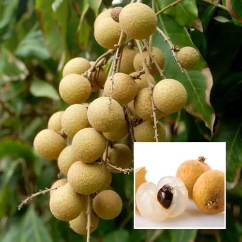 Diamond River Dragon Eye Longan Grafted Fruit  Plant (Height 1.5-2 Feet) Fruits After 1 Year,Similar To Lychee But Less Floral And More Caramel-Sweet, 1 Healthy Plant For Home Garden