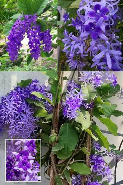 All Time Nilmoni Lata (Sandpaper Vine) Purple Wreath, Bluebird Vine  Plant (Height 1.5-2 Feet) Fast-Growing Flowering Climber (Vine) Mild Or Non-Fragrant,1 Fresh Plant For Home Garden