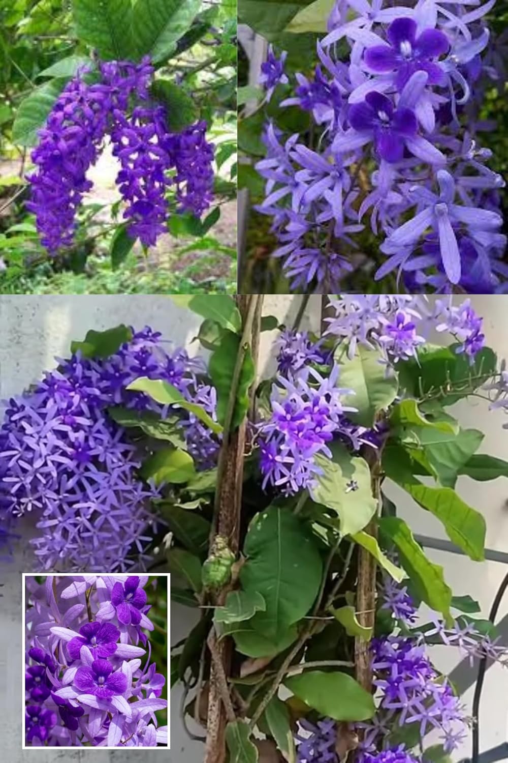 All Time Nilmoni Lata (Sandpaper Vine) Purple Wreath, Bluebird Vine  Plant (Height 1.5-2 Feet) Fast-Growing Flowering Climber (Vine) Mild Or Non-Fragrant,1 Fresh Plant For Home Garden