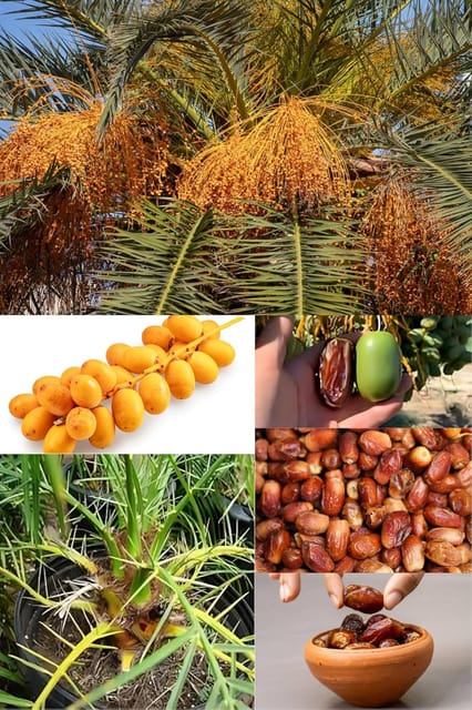Rare  Sweet Dwarf Arabian Date Fruit Plant (Height 1.5-2 Feet) Arabian Date Orignal Hybrid Date Palm Variety Fruit Plant | Khajur Fruit Plant | For Home Graden Outdoor  Tree