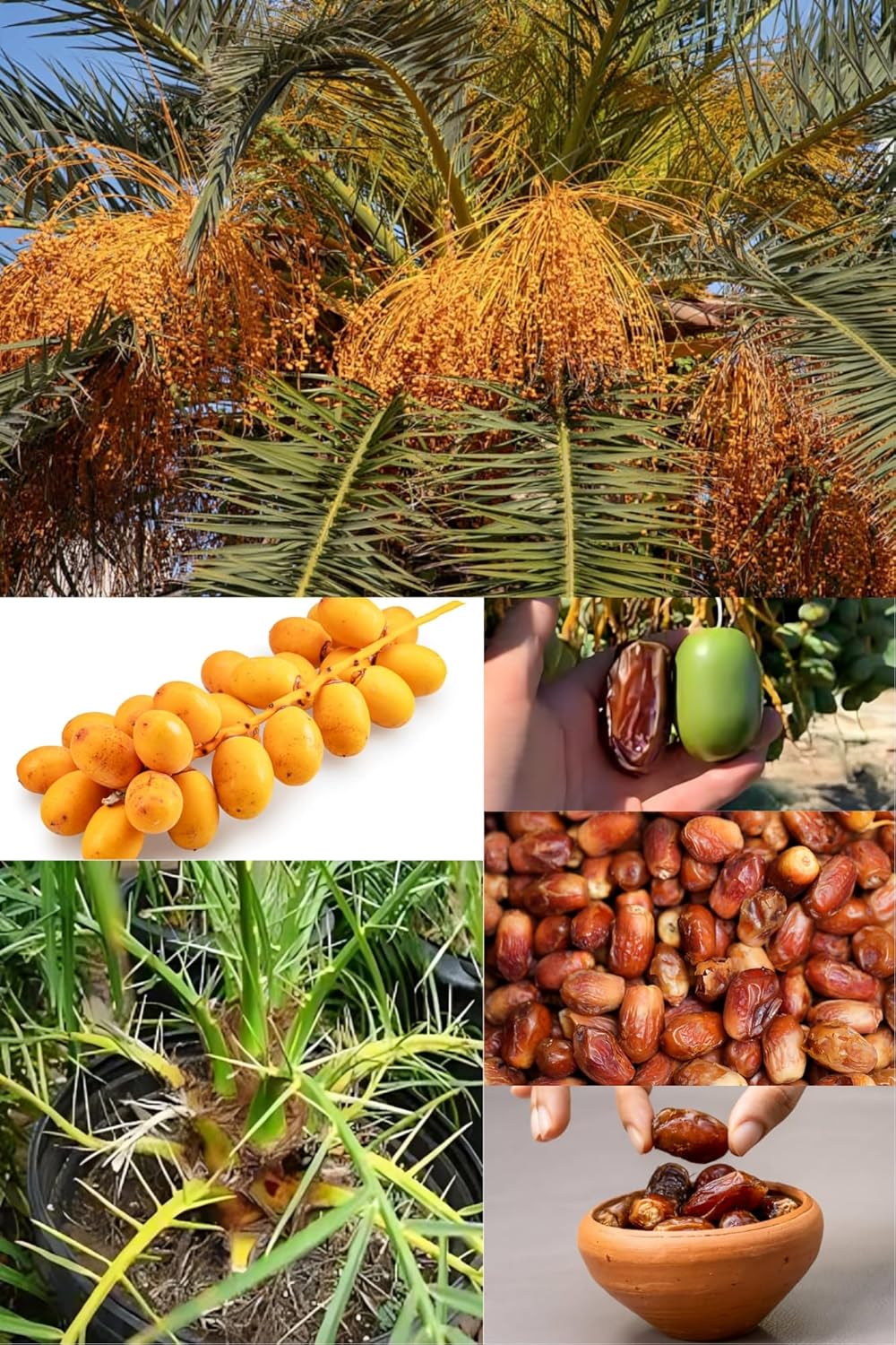 Rare  Sweet Dwarf Arabian Date Fruit Plant (Height 1.5-2 Feet) Arabian Date Orignal Hybrid Date Palm Variety Fruit Plant | Khajur Fruit Plant | For Home Graden Outdoor  Tree