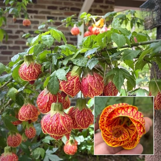 Lanthan Hibiscus Joba Gudhal Flower  Plant (Height 1-1.5 Feet) For Home Garden