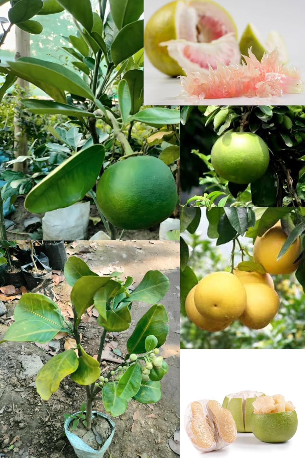 Rare Seedless Sweet Pomelo (Batabi Labu) Fruit Plant (Heaight 1.5-2 Feet) Sweet Pomelo Orignal Hybrid Variety Thai Fruit Plant (Fruit After 6-8) For Home Graden Outdoor  Tree
