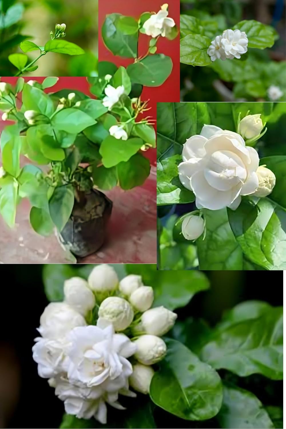 (Pack Of -2) Fresh & Healthy (Arabian Jasmine) Bel Flower Plant (Heaight 1.5-2 Feet) Hybrid Variety Double Patel Flower Plant | Sweet Aroma |Fragrance: Sweet, Strong |Outdoor  Tree