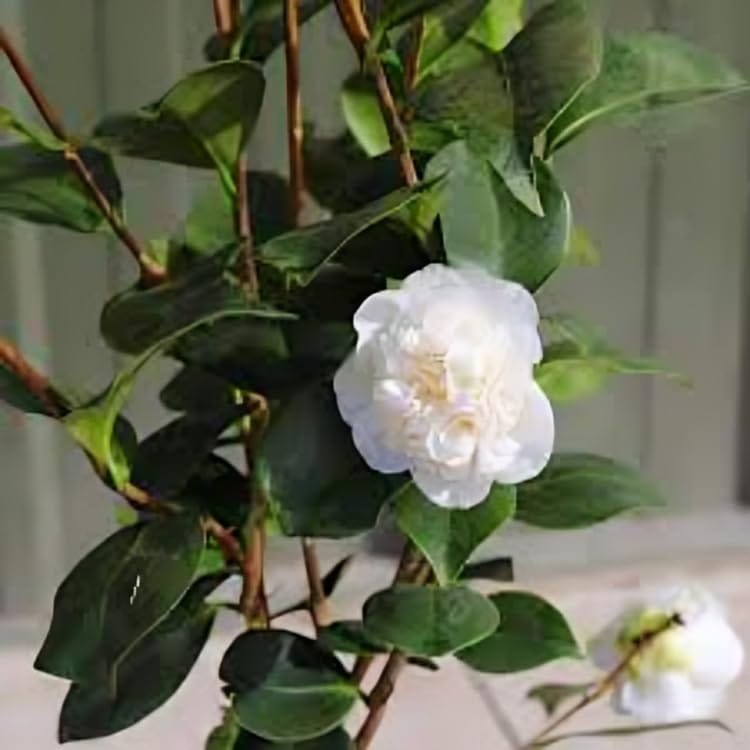 White Beauty April Bluse Camellia Flower Plant (Heaight 1.5-2 Feet) Camellia Orignal Hybrid Flower Plant Sweet Fragrance :(Pack Of 1) For Home Graden Outdoor  Tree
