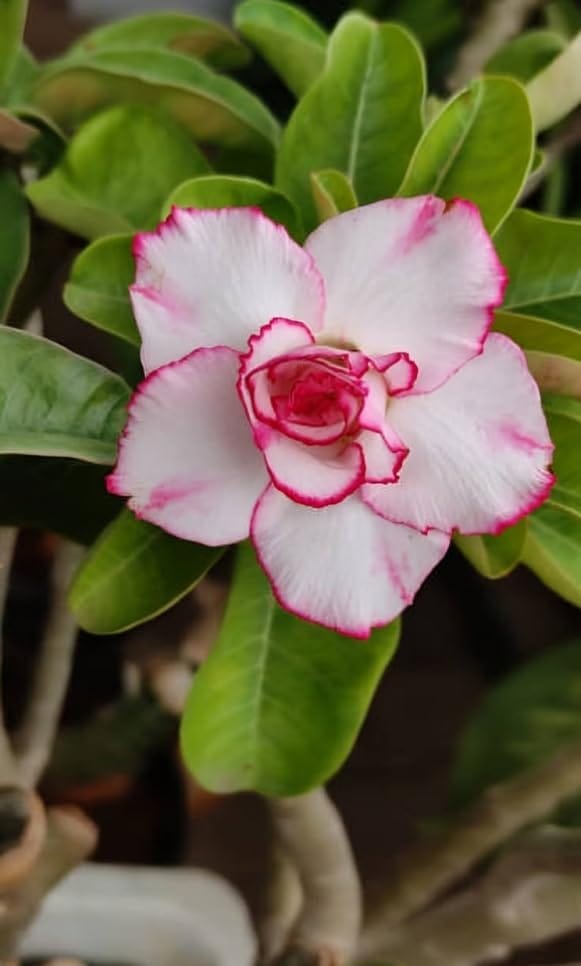 Desert Rose Adenium Grafted Flower Plant (Height 1-1.5 Feet) Adenium Plant Orignal Hybrid Variety Flower Plant (1 Healthy  Plant) For Home Graden Outdoor/Indoor  Tree