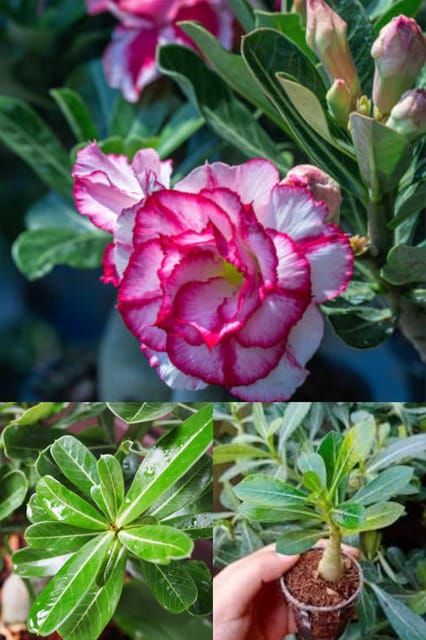 Rare  Fresh & Healthy Adenium Obesum (Desert Rose) Flower Plant Hybrid (Pink Variety) (Pack Of -2 Healthy Adenium Plant) For Home Graden Outdoor Indoor Balcony Shrub Tree