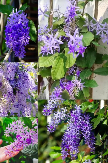 Rare Nilmoni Lata Petrea Volubilis,QueenS Wreath, Purple Wreath,Sandpaper Vine,  Plant (Height 1.5-2 Feet) Hybrid Variety Exotic Dwarf Flower'S (1 Healthy  Plant) For Home Garden