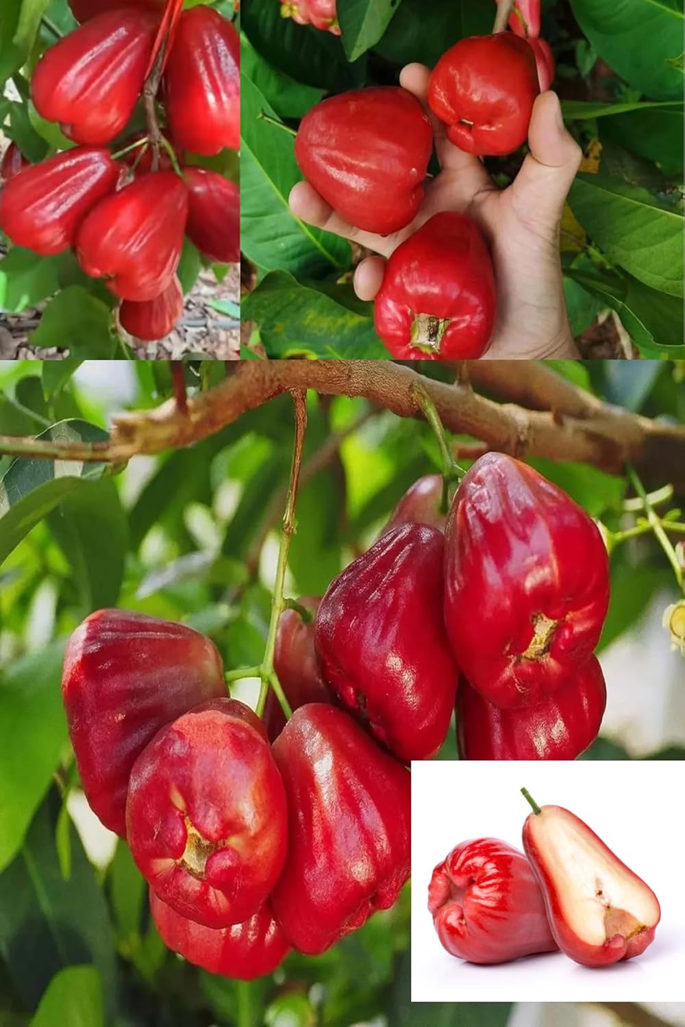 Red Wax Water Apple,Java Apple, Rose Apple, Jambu Air Fruit  Plant (Height 1.5-2.5Feet) Hybrid Variety Exotic Dwarf Layering/Grafted"Taste :Mildly Sweet (1  Plant For Home Garden