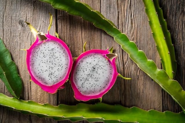 Alice Sweet Dragon Fruit Plant Hybrid (1-1.5 Feet Height) Dragon Plant Original Rare  Fruit Plant (1 Healthy  Dragon Plant) For Home Graden Outdoor  Tree