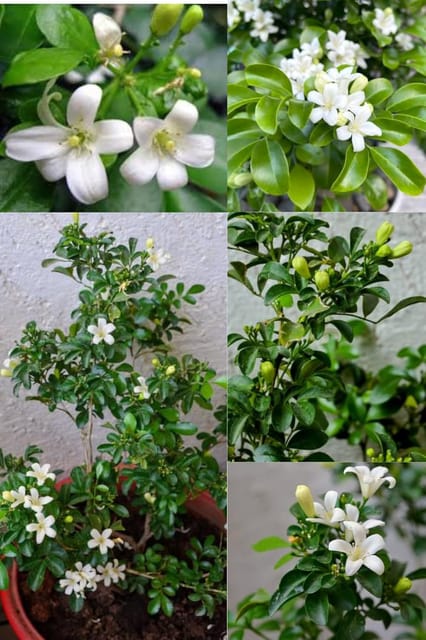 Rare Madhu Kamini Flower Plant (Murraya Paniculata),  (Height 1.5-2 Feet) Madhu Kamini Original Hybrid Flower Plant | Strong, Sweet Jasmine-Like Fragrance For Garden Outdoor  Tree
