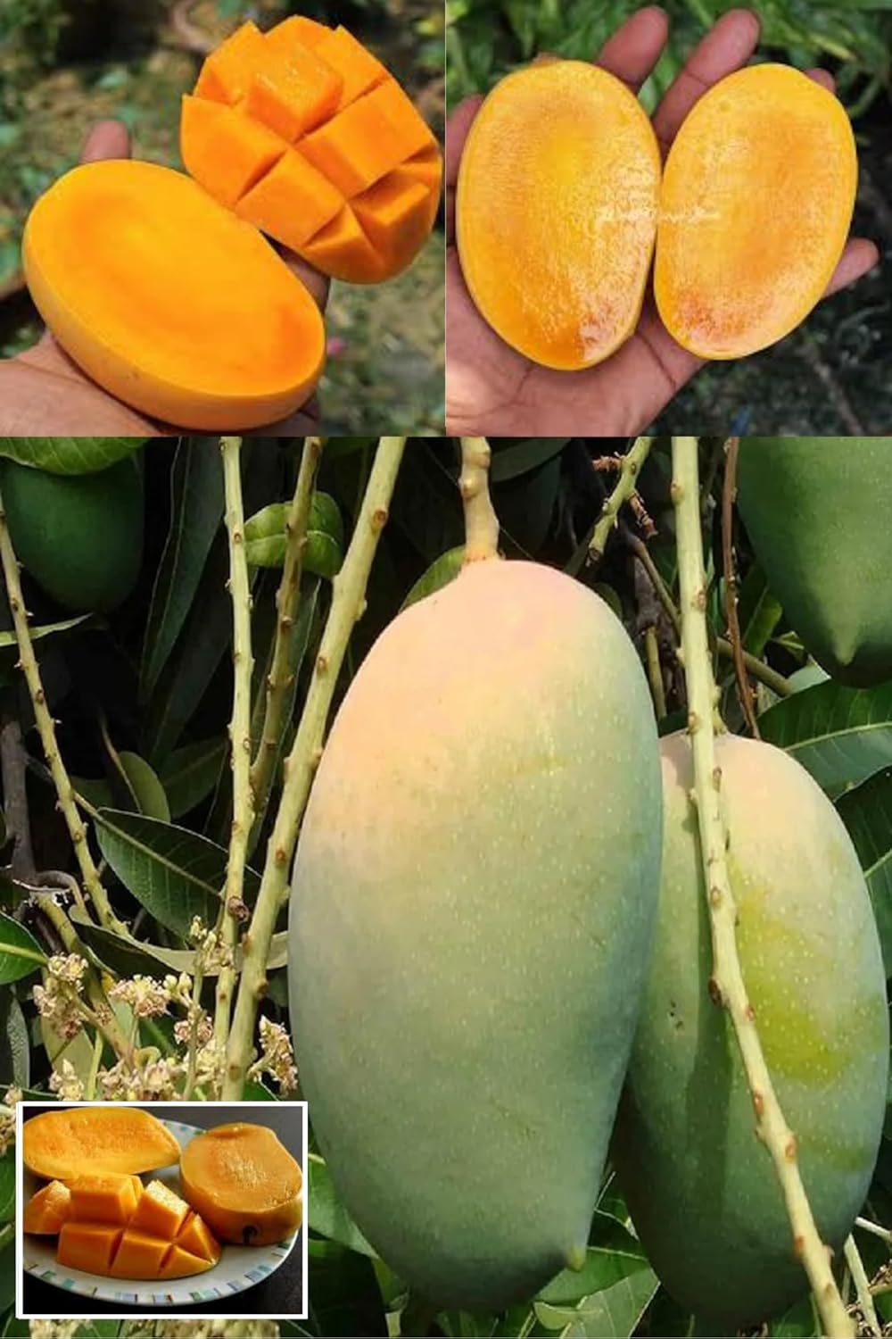 Sweet Gir Kesar Mango Aam Grafted Fruit  Plant (Height 1.5-2 Feet) Fruit After 8-10 Months (300-400 Grams Per Fruit) Sweet, Rich, And Aromatic Taste, (1 Healthy Plant For Home Garden)