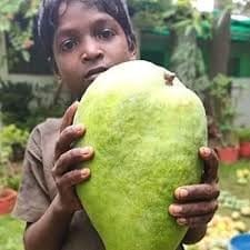 Noorjhana Mango Aam Grafted Fruit  Plant (Height 1.5-2 Feet) Premium Mango Varitey, Fruits After 1 Year,Sweet, Aromatic, And Juicy With A Pleasant Tropical Taste, 1 Plant For Home Garden