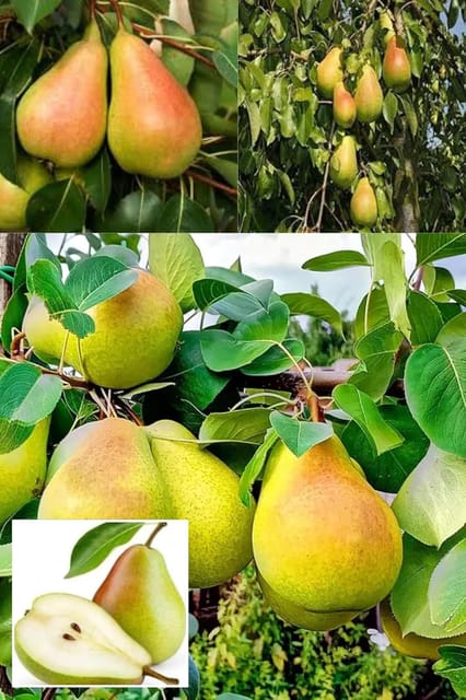 Pear (Pyrus) Communis Naspari Layering/Grafted Fruit  Plant (Height 1.5-2.5 Feet) Fruits After 1Year, Sweet, Juicy, And Mildly Grainy-Textured Fruits, 1Healthy Plant For Home Garden
