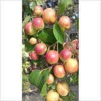 Seedless Apple Ber Jujube Kul Grafted Fruit  Plant "(Height 1-2 Feet) Fruits After 1Year,Fruit Size: 50-100 G Per Fruit,Taste: Mildly Sweet And Aromatic, 1 Healthy Plant For Home Garden