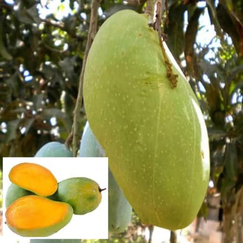 Malda Fazli Mango Aam Grafted Fruit  Plant (Height 1.5-2 Feet) Premium-Quality Mango Variety, Fiberless Fruits With Sweet, Juicy Pulp. 1 Healthy Fresh Plant For Home Garden