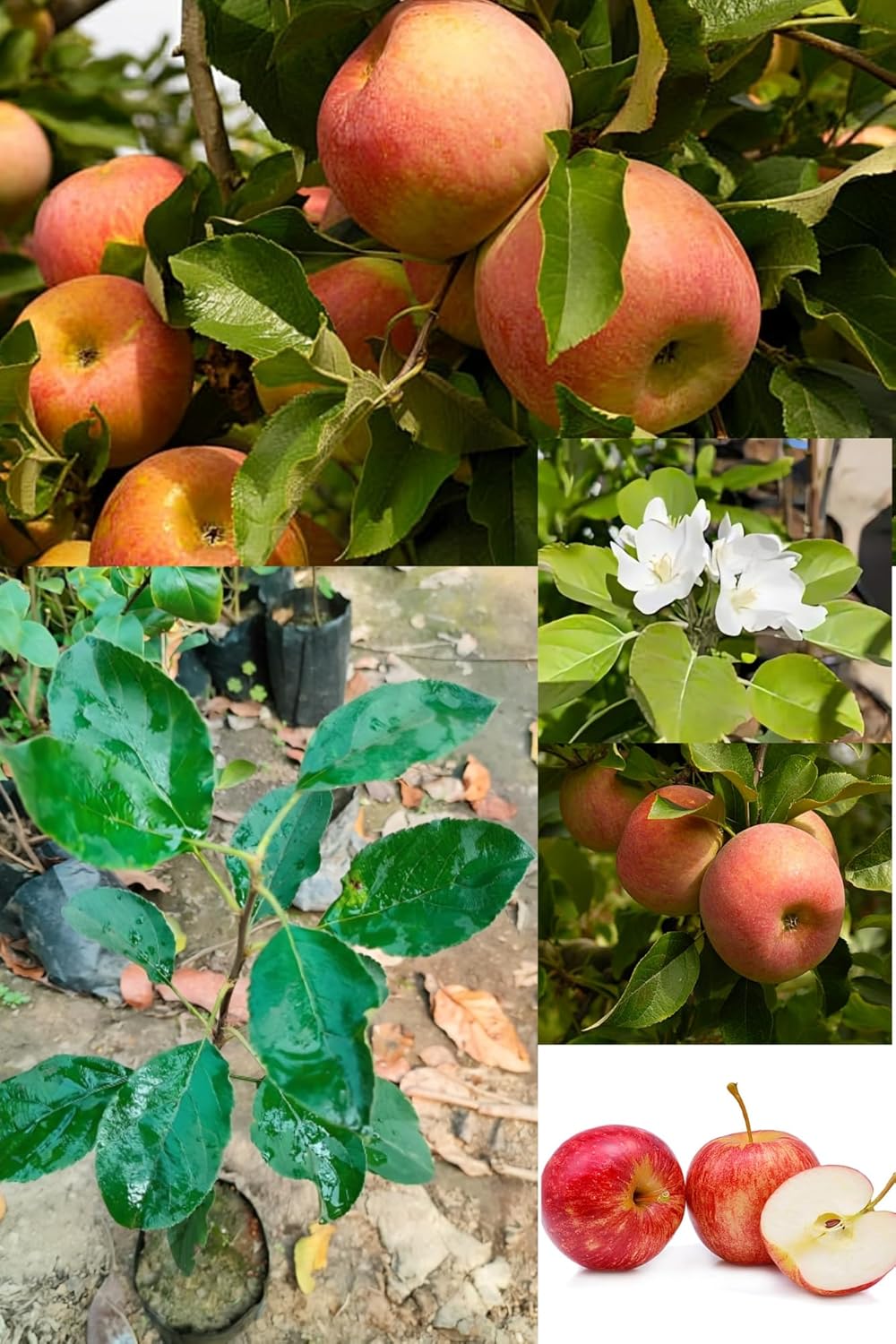 Original Rare Variety Sweet Fuji Apple Fruit Plant Hybrid (1.5-2 Feet Height) Apple Plant Original Rare  Thai Grafted Fruit Plant (1 Healthy  Plant) For Home Graden Outdoor  Tree
