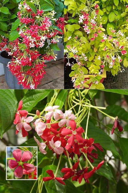 Rare Madhavi Lata Flower, Harsingar, Rangoon Creeper  Plant (Height 1.5-2 Feet) Hybrid Variety Flower Plant Fragrance:Sweet, Pleasant (1 Healthy  Tree) For Home Garden