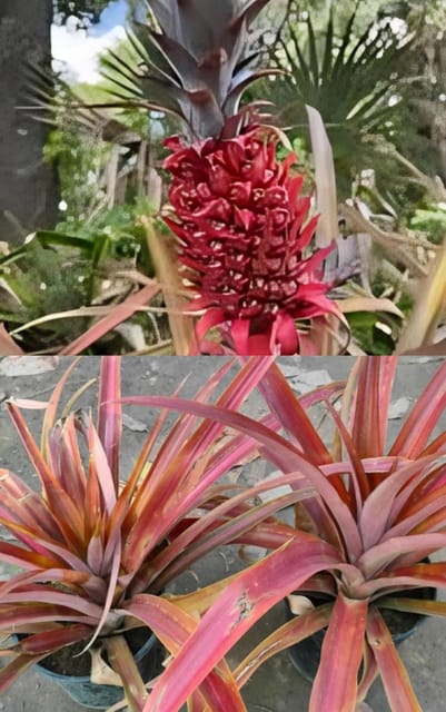 Rare Variety  Red Pineapple Fruit Plant (Height 1-1.5 Feet) After Fruits 1-1.5 Years Original Rare  Red Pineapple Fruit Plant For Home Graden Outdoor  Tree