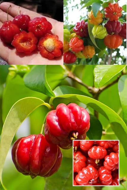 Surinam Cherry Cherries Layering/Grafted Fruit  Plant (Height 1.5-2 Feet) Brazilian Cherry,Fruits After 1 Year,Sweet-Tart, Aromatic, Refreshing.1 Healthy Fresh Plant For Home Garden
