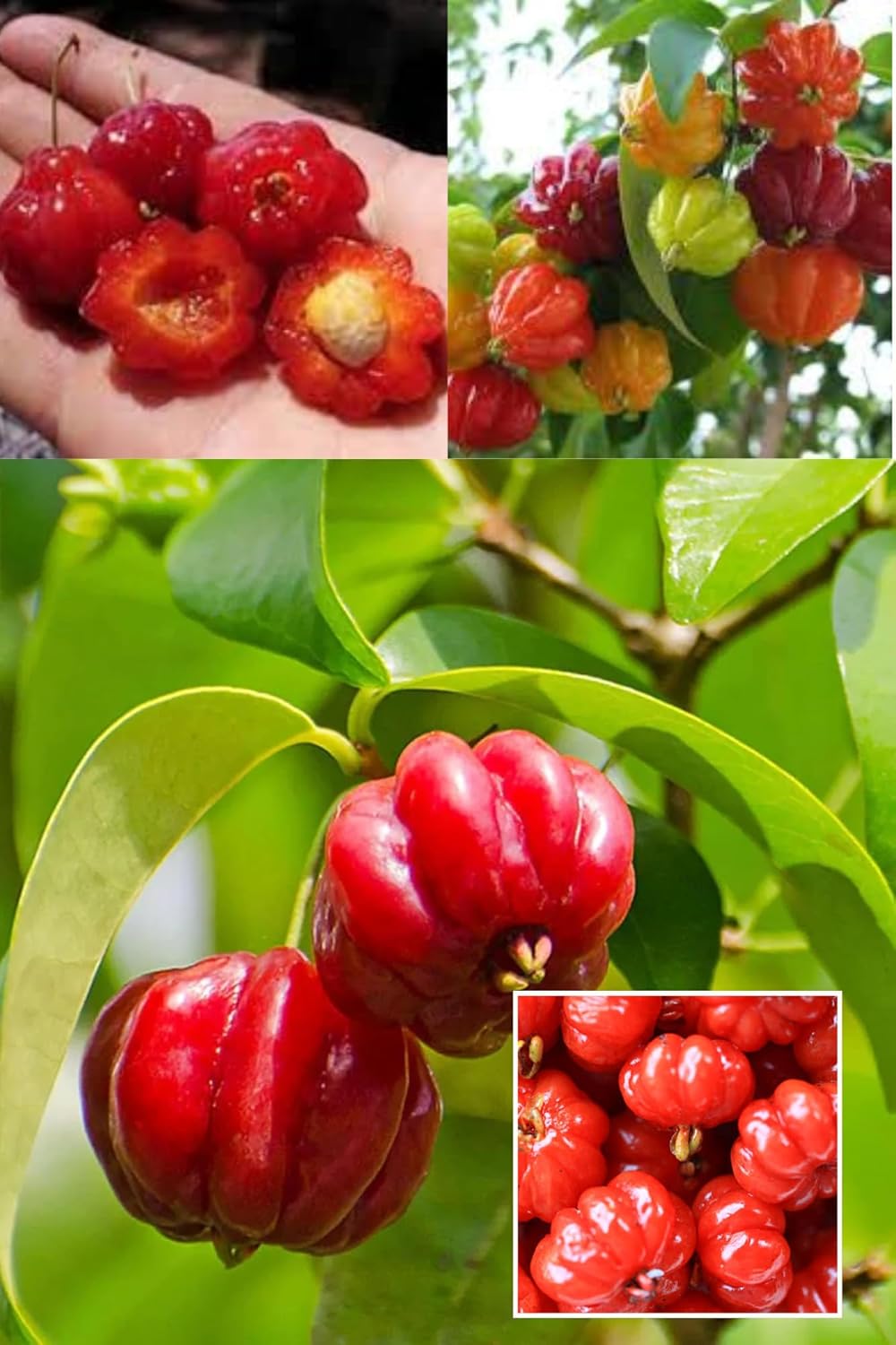 Surinam Cherry Cherries Layering/Grafted Fruit  Plant (Height 1.5-2 Feet) Brazilian Cherry,Fruits After 1 Year,Sweet-Tart, Aromatic, Refreshing.1 Healthy Fresh Plant For Home Garden