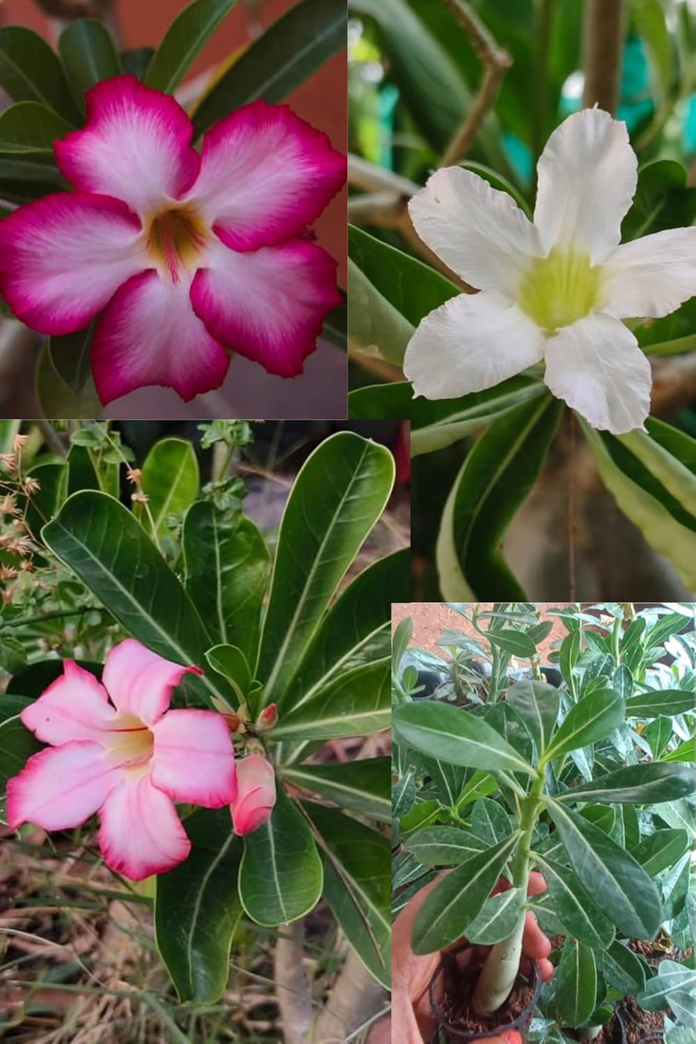 Pack of 3 : Rare   (Desert Rose) Adenium Flower Plant(Height 1-1.5 Feet) Adenium Plant Orignal Hybrid Variety Double Patel Flower Plant For Home Graden Outdoor/Indoor  Tree