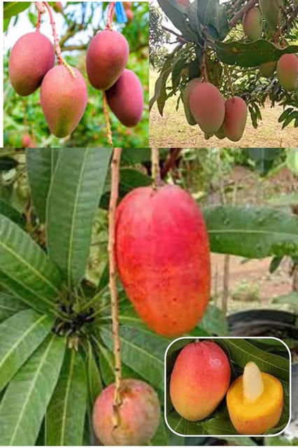 Pusa Arunima Mango Aam Grafted Fruit  Plant (Height 1.5-2 Feet) Fruits After 1Year,Sweet With Rich Flavor And Pleasant Aroma, 1 Healthy Fresh Plant Ideal For Home Gardens