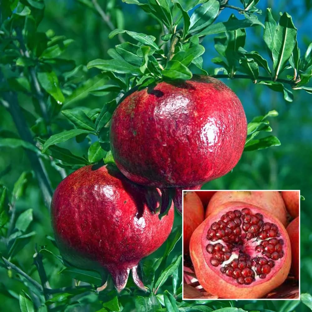 Granada Pomegranate Anar Layering/Grafted Fruit  Plant (Height 1.5-2 Feet) Fruits After 1Year, Round, Leathery-Skinned Fruit,Sweet, Juicy, 1 Healthy Fresh Plant For Home Garden