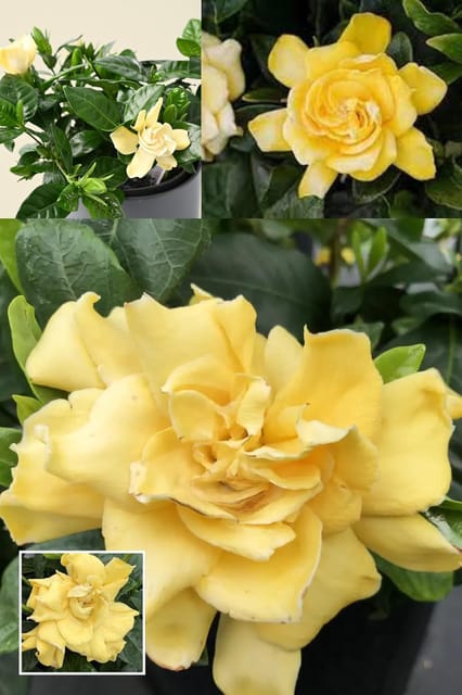 Rare Yellow Gandharaj (Gardenia Jasminoides) Flower  Plant (Height 1.5-2 Feet) Air Layered, Hybrid Variety Fragrance: Highly Aromatic, Sweet, (1 Healthy  Plant) For Home Garden