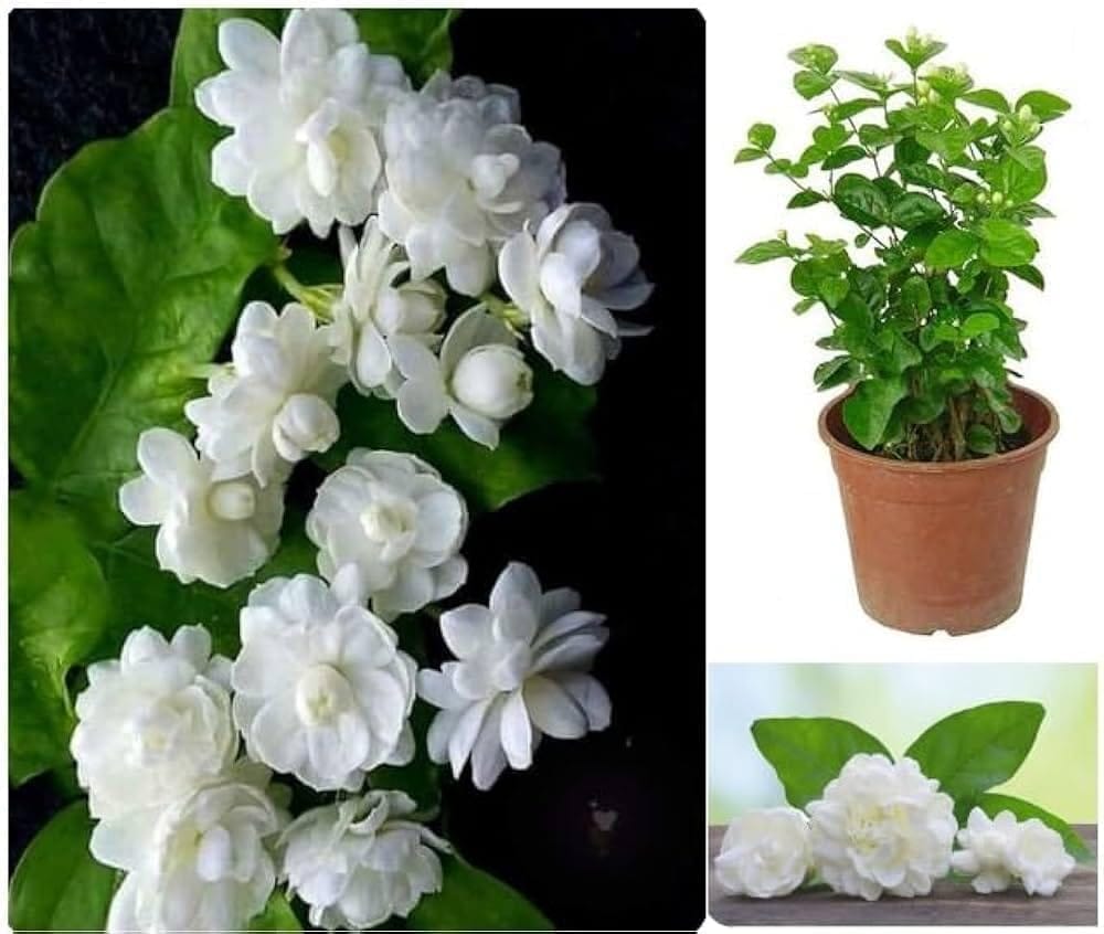 Rere All Time Jasmine Bel, Mogra, Arabian Jasmine Flower  Plant (Height 1-3 Feet) Air Layered/Baromasi/12 Month Flowers, Intensely Sweet Fragrance Plant/For Home Garden