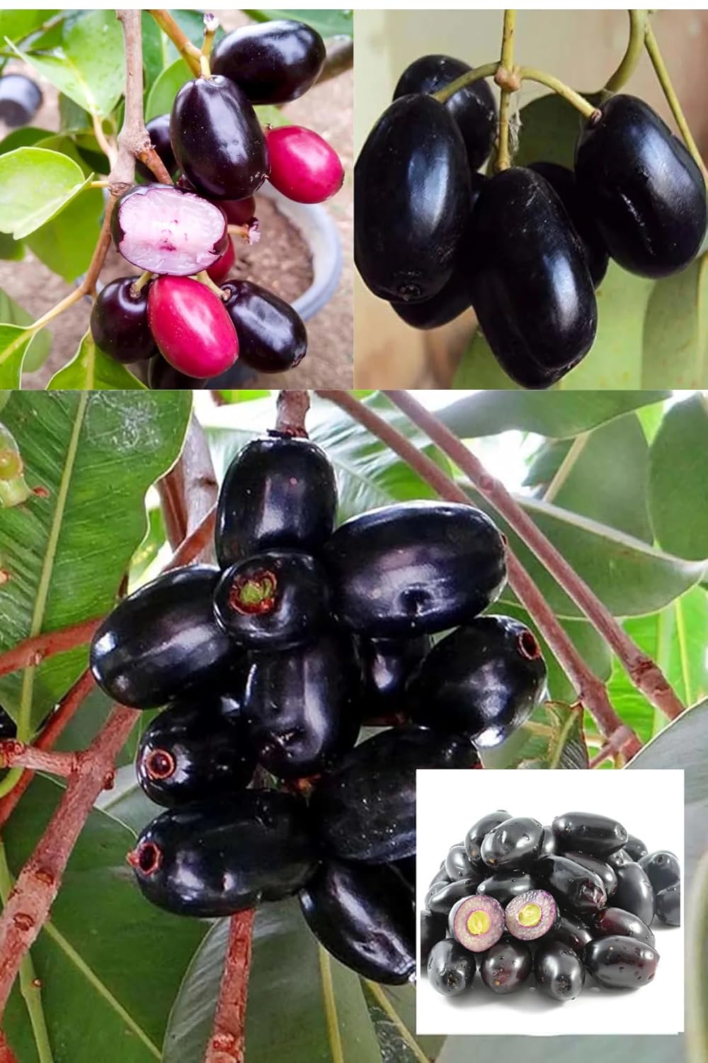 Seedless Black Jamun (Syzygium Cumini) Jambolan Jam Grafted Fruit Plant (Height 1.5-2 Feet) Hybrid Variety Fruit Plant Taste: Unique Sweet, Mildly Tangy (1  Tree For Home Garden