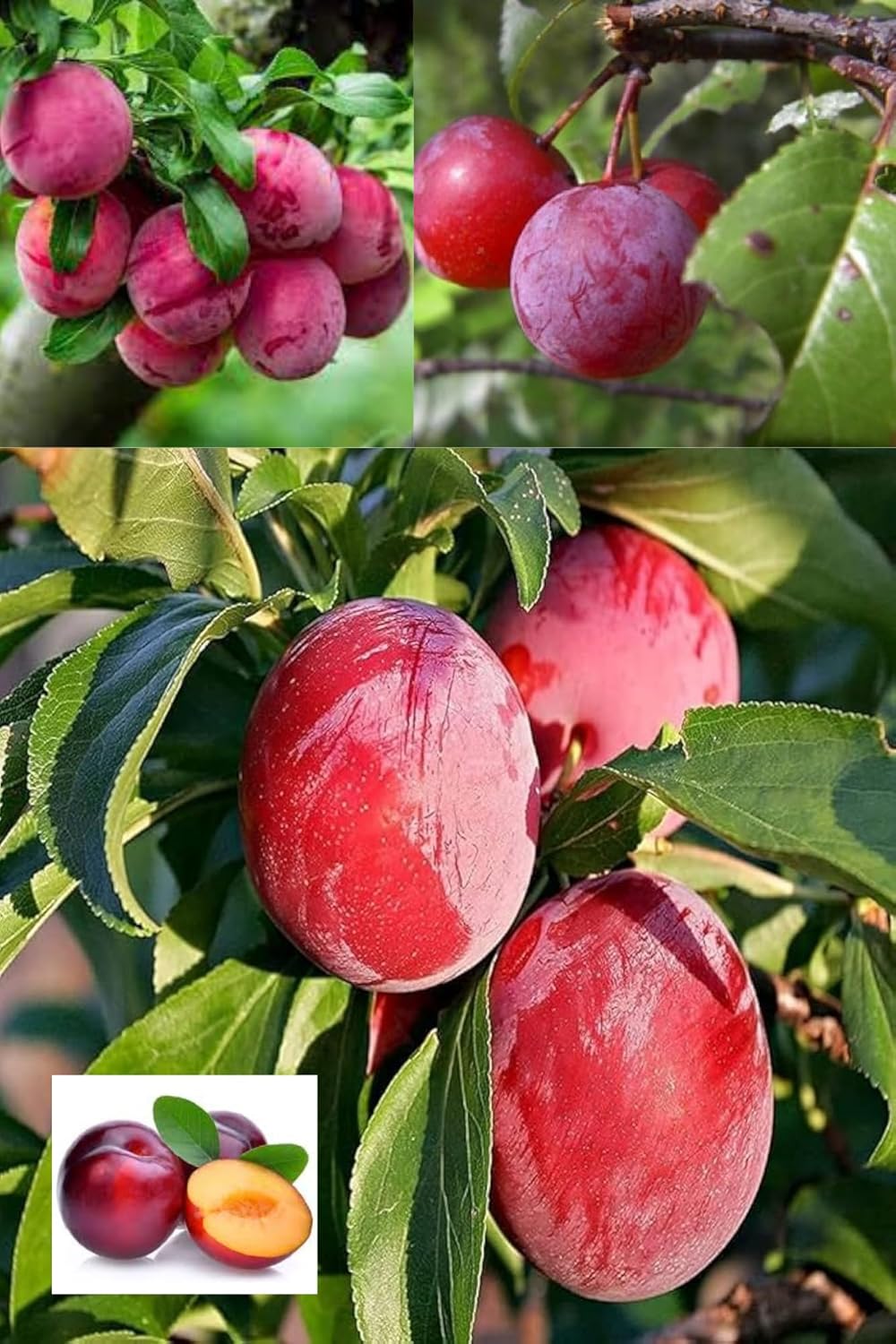 " Rare Red Plum Aloo Bukhara Layering/Grafted Fruit  Plant (1.5-2 Feet Height) All Season Amrud Red Skin With Fresh Organic Hybrid Fruit (Pack Of-1) Home Garden Outdoor  Fruit Tree