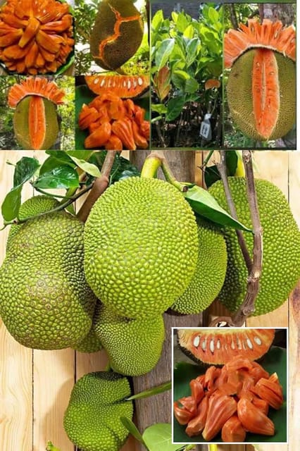 Red Sindoor Jackfruit Plant (Lal Kathal) Panasa Varikka Kathal Chakka Grafted Fruit  Plant (Height 1.5-2 Feet) Taste: Sweet, Aromatic, Juicy (1 Healthy  Plant For Home Garden