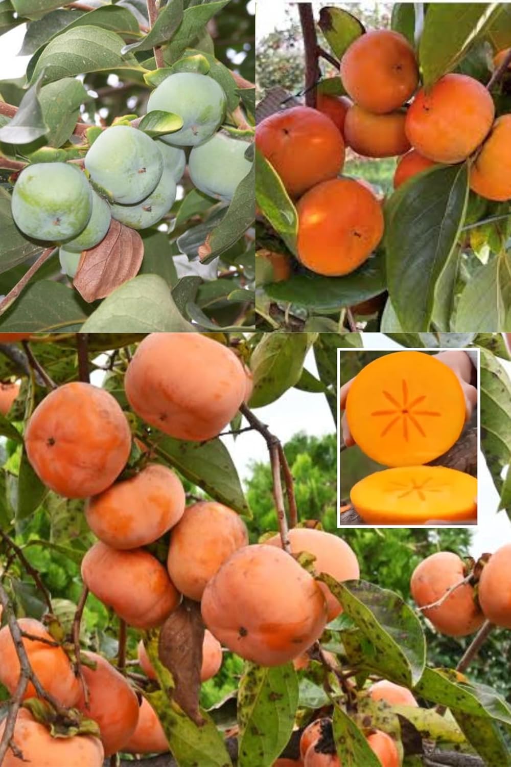 Fuyu Japanese Persimmon Layering/Grafted Fruit  Plant (Height 1.5-2 Feet) After Fruit 8-10 Month| Healthy And Tasty Persimmon Plant |All Season Friendly| 1 Plant For Home Gardeen