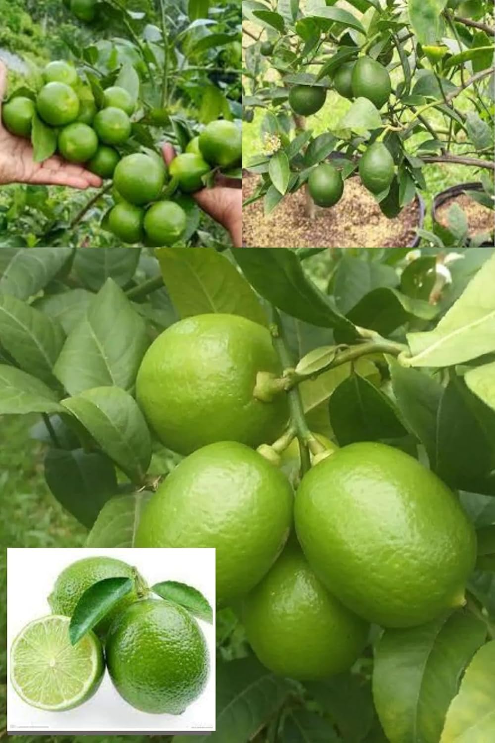 Nimbu China 3 Seedless Layering/Grafted Fruit  Plant (Height 1.5-2 Feet) Citrus Limon (China-3 Variety) Very Juicy, Tangy, And Aromatic,Refreshing Lemon Fragrance, 1Plant For Home Garden