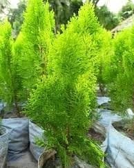 Thuja Morpankhi Jhau (Casuarina)  Plant (Height 1.5-2 Feet) Air Layered, Dense, Flat, Scale-Like Leaves Beautiful Plant (1 Healthy Evergreen Shrub Tree Ideal For Home Garden Decor